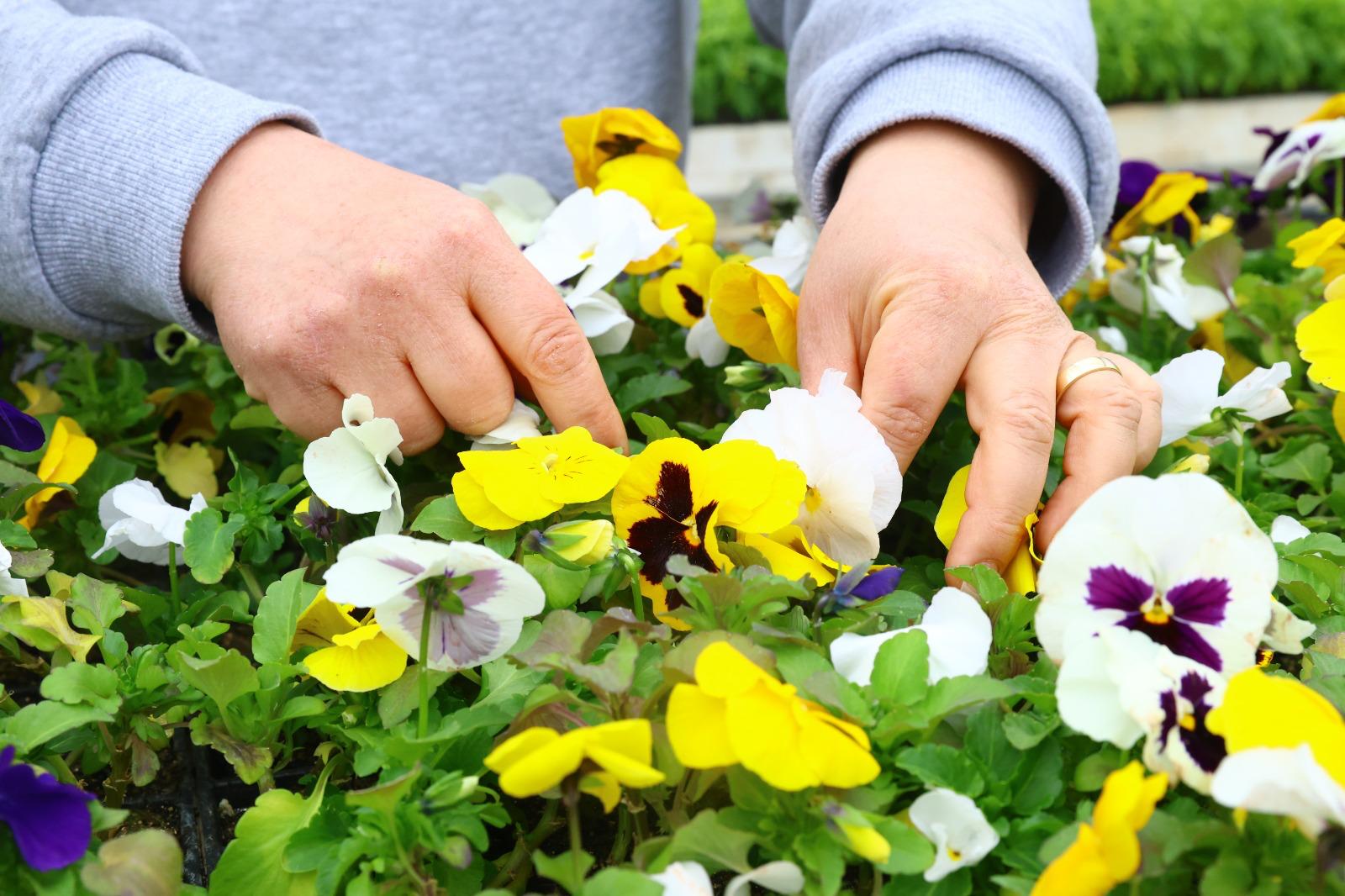 Belediyeden Kışa Renk Katan Çiçek Dikimi